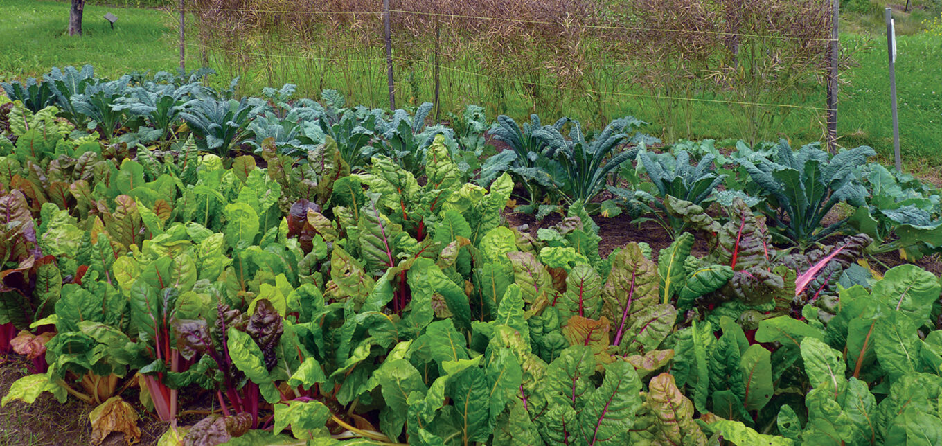 Heat-Tolerant Vegetable Seeds and Strategies – Mother Earth News - Vimarsana News